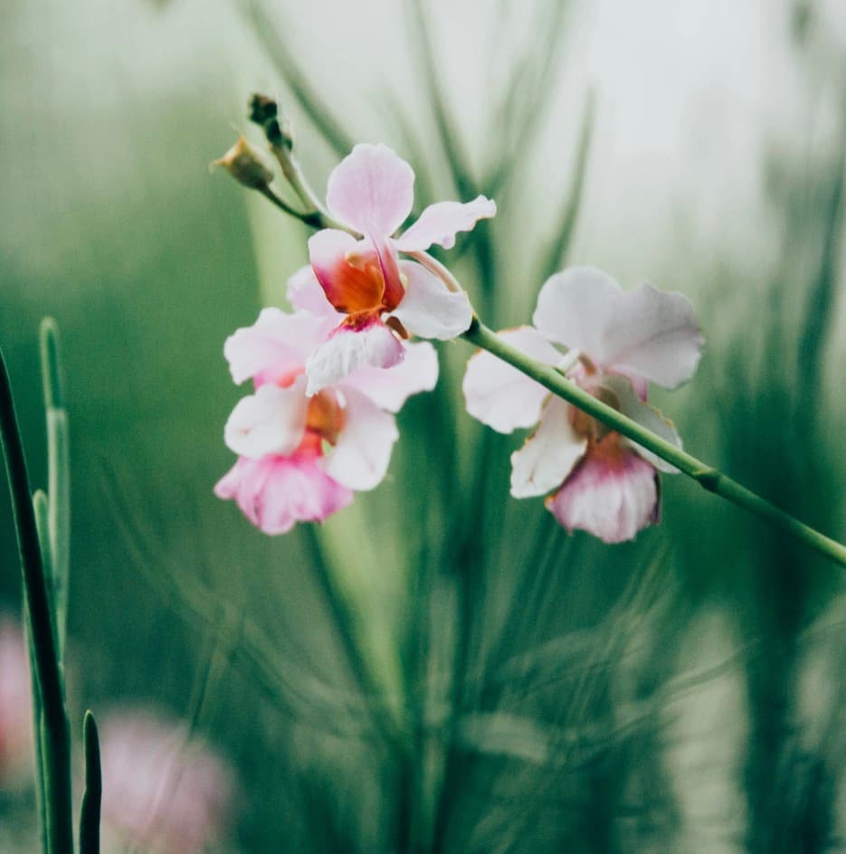 Ustadha Amira Yusuf — flower portrait