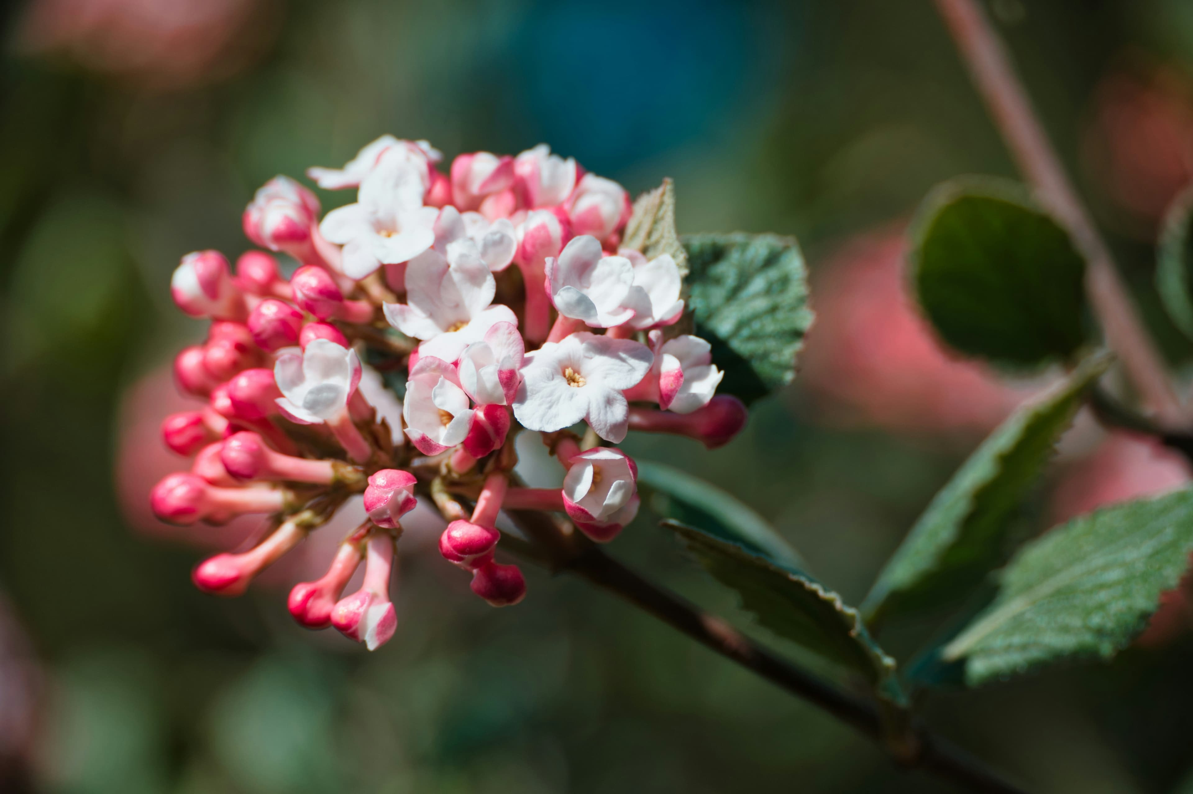 Ustadha Mehjabeen Shabbik — flower portrait