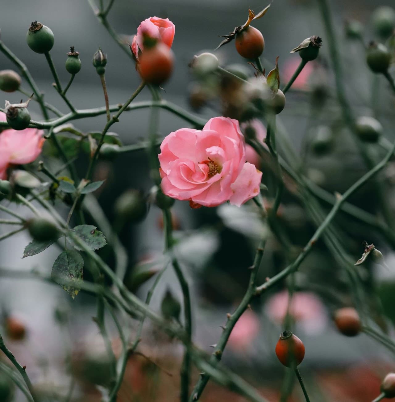 Ustadha Umm Aasim Ainur — flower portrait