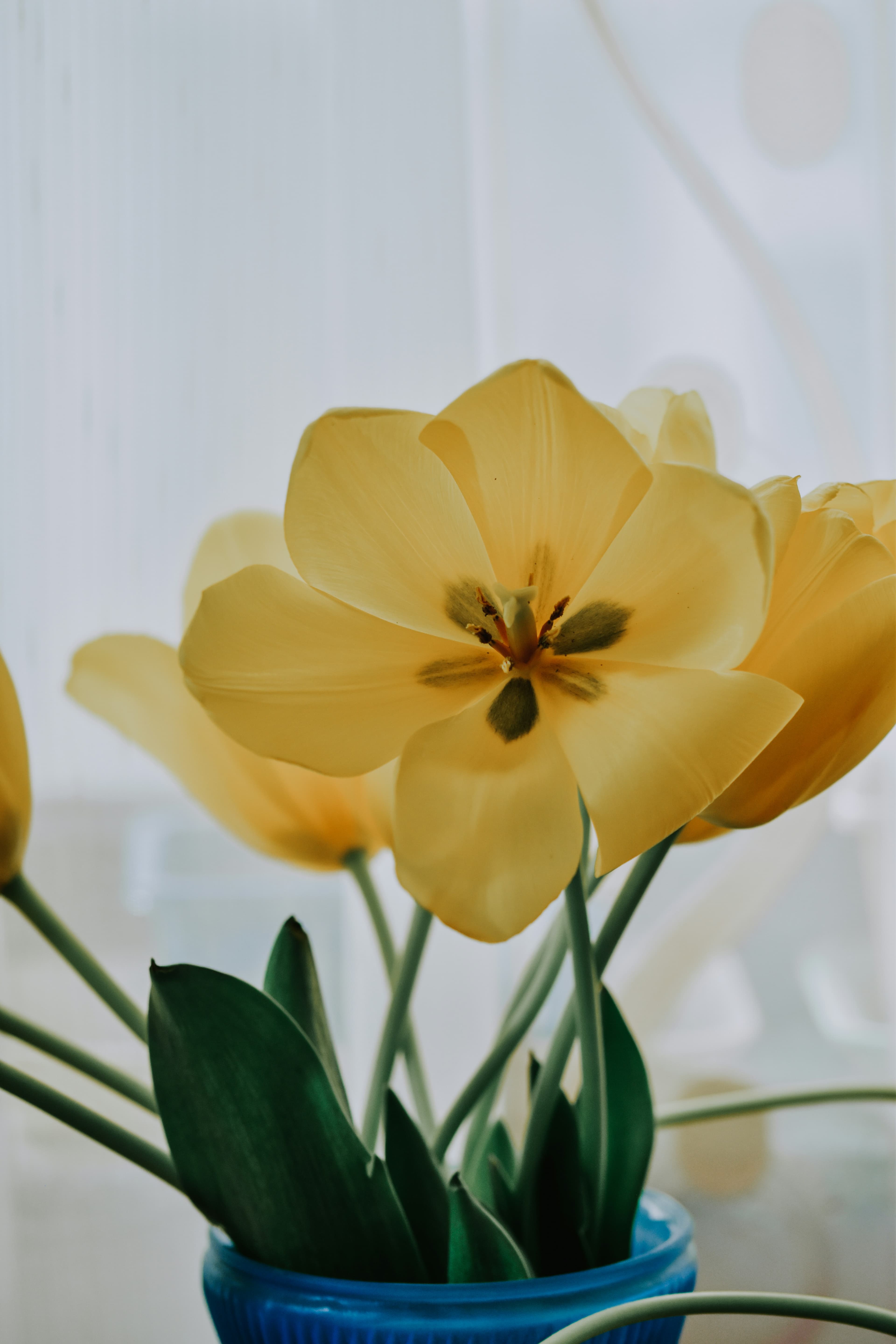 Sheikhah Umm Na'eem Najwa — flower portrait