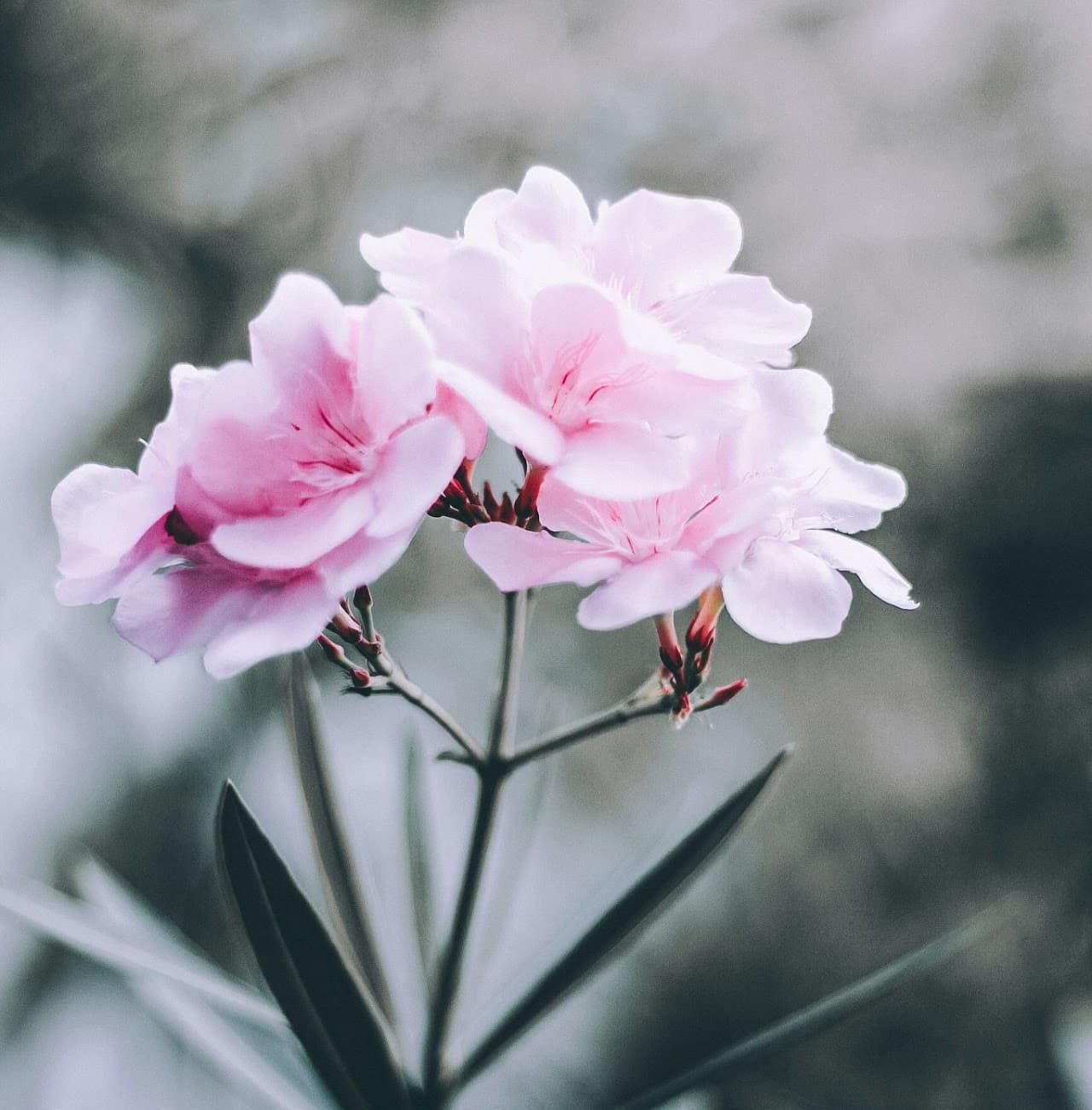 Ustadha Umm Ya'qub — flower portrait