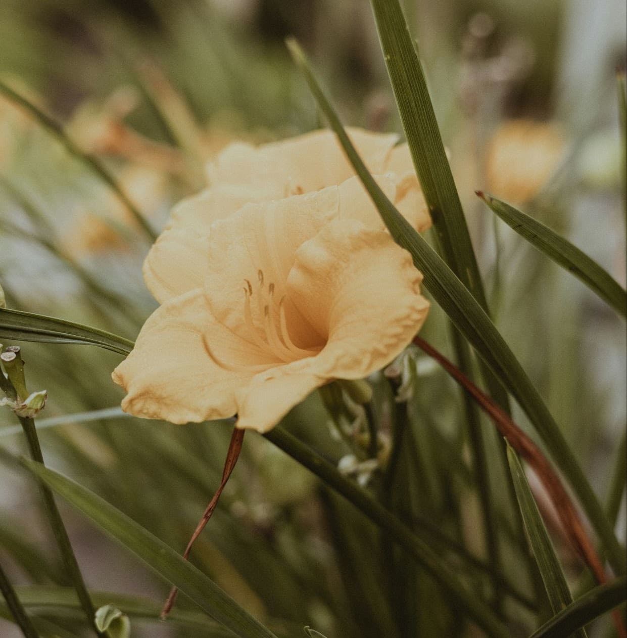 Ustadha Zeba Khan — flower portrait